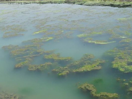 防止水族箱青苔生长方法，如何防止水族箱青苔生长 观赏鱼市场（混养鱼） 第5张