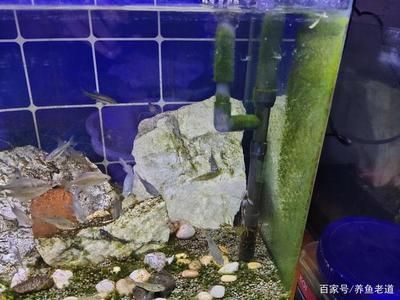 防止水族箱青苔生长方法，如何防止水族箱青苔生长 观赏鱼市场（混养鱼） 第4张