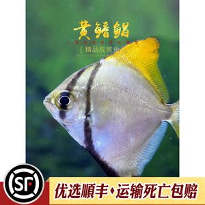 黄鳍鲳鱼疾病预防措施，黄鳍鲳鱼养殖环境优化方法 观赏鱼市场（混养鱼） 第3张