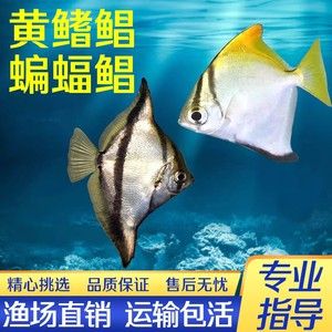 黄鳍鲳鱼疾病预防措施，黄鳍鲳鱼养殖环境优化方法 观赏鱼市场（混养鱼） 第1张