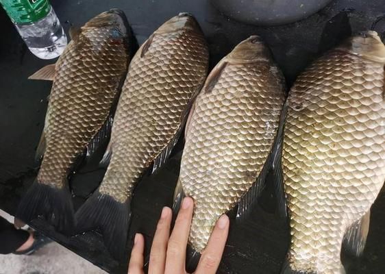 秋冬季鱼苗饲料选择技巧，秋冬季鱼苗的饲料选择技巧 观赏鱼市场（混养鱼） 第5张