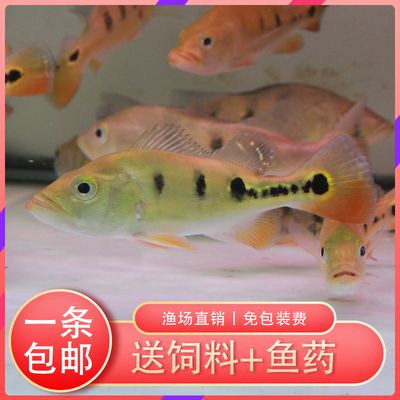 龙鱼晚上要关灯吗，龙鱼晚上需要关灯吗，如何调节照明强度 水族问答