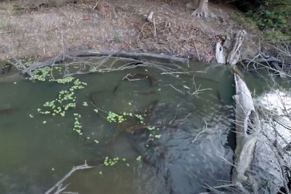 电鳗如何区分猎物种类，电鳗如何感知猎物的运动,电鳗电场感应的神经机制 观赏鱼市场（混养鱼） 第1张