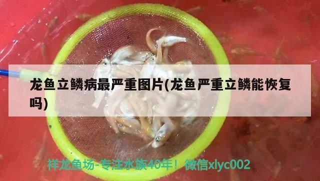 龙鱼立鳞发黑能恢复吗，龙鱼立鳞发黑可以恢复吗 龙鱼百科 第2张