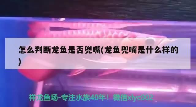 龙鱼兜嘴是什么样子 龙鱼百科 第5张