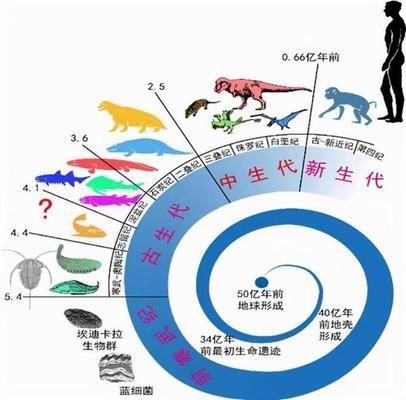 红尾鲶对本地物种的影响，红尾鲶对本地物种有何影响 观赏鱼市场（混养鱼） 第3张