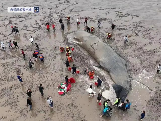 鲸鱼保护措施有哪些，海洋生态系统中的重要组成部分，其保护措施对于维持生态平衡至关重要 观赏鱼市场（混养鱼） 第4张