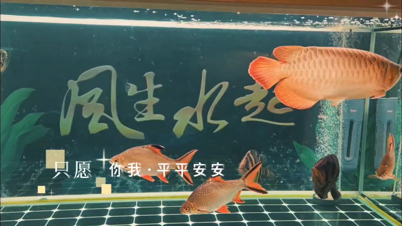 元旦快乐，元旦节的庆祝活动 观赏鱼论坛