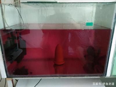 金龙鱼这个牌子是哪个国家的，金龙鱼品牌的市场定位是什么金龙鱼品牌的市场表现如何 水族问答