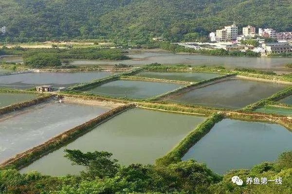 黑影道人鱼繁殖技巧，关于黑影道人鱼的繁殖技巧 观赏鱼市场（混养鱼） 第3张