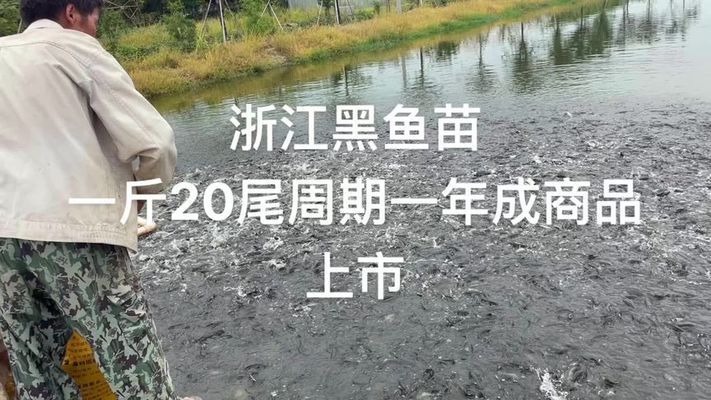 黑桃A鱼苗生长周期观察，黑桃a鱼苗生长周期 观赏鱼市场（混养鱼） 第5张