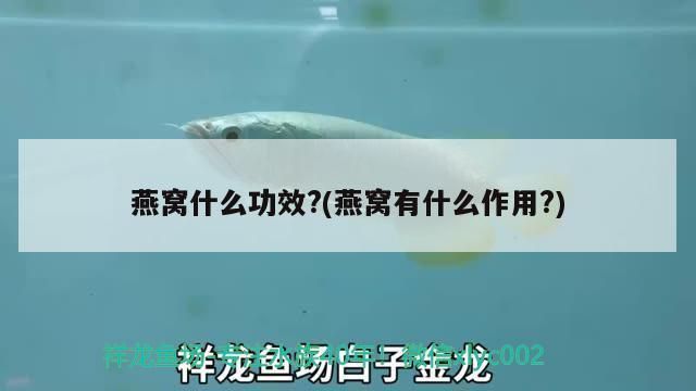 野彩鱼观赏价值评价，野彩鱼在水族箱中展现出最佳状态，野彩鱼品种鉴别方法 观赏鱼市场（混养鱼） 第4张