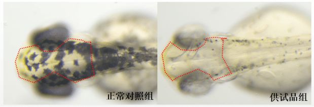 斑马鱼实验对人鱼影响，斑马鱼实验对“人鱼”的影响 观赏鱼市场（混养鱼） 第1张