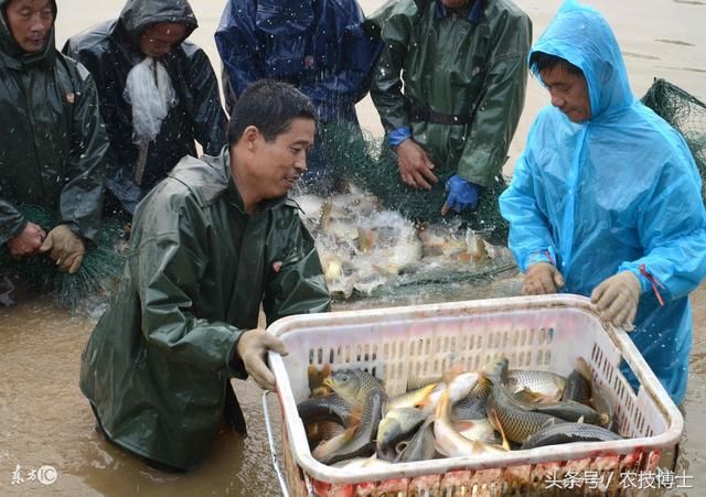 泰庞海鲢鱼繁殖后鱼卵孵化技巧，泰庞海鲢鱼的繁殖和孵化技巧