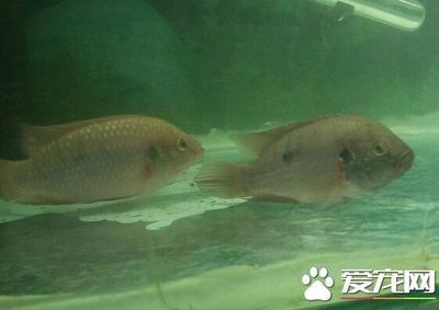 雷龙鱼苗不吃食，为什么雷龙鱼苗在孵化后突然不吃食了？ 水族问答