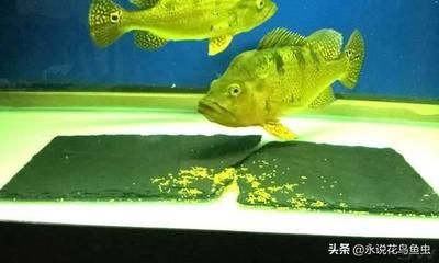 巴西亚鱼繁殖水温控制要点，巴西亚鱼的繁殖水温控制要点 观赏鱼市场（混养鱼） 第4张