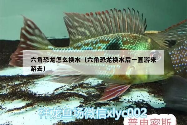 六角恐龙鱼换水，六角恐龙鱼换水方法