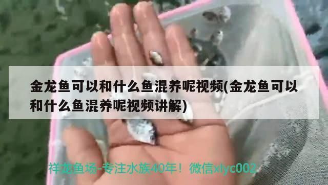 黄金斑马，关于黄金斑马的相关网站