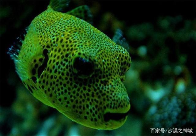 水族箱适宜鱼种搭配指南，水族箱中适宜的鱼种搭配 观赏鱼市场（混养鱼） 第2张