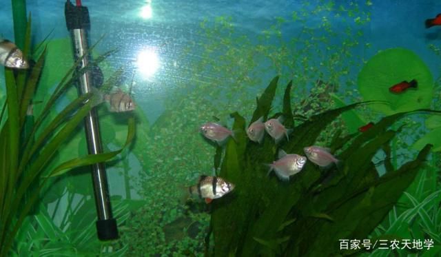 水族箱适宜鱼种搭配指南，水族箱中适宜的鱼种搭配 观赏鱼市场（混养鱼） 第5张