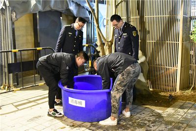 高端观赏鱼投资风险分析，投资观赏鱼的注意事项 观赏鱼市场（混养鱼） 第5张