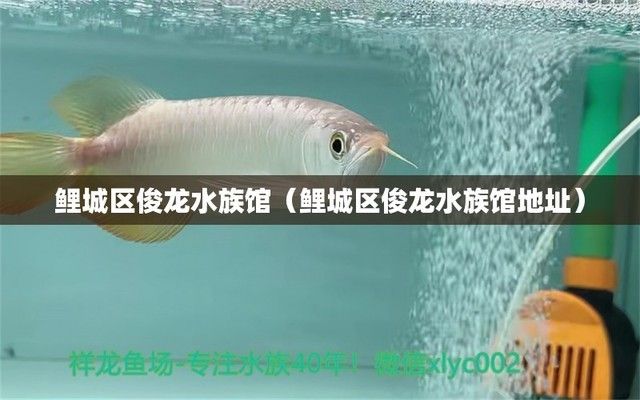 祥龙水族馆特色表演时间，寻找祥龙水族馆特色表演时间 观赏鱼市场（混养鱼） 第2张