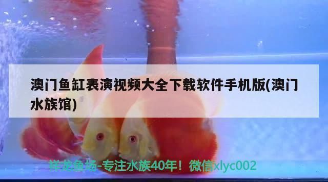 祥龙水族馆特色表演时间，寻找祥龙水族馆特色表演时间 观赏鱼市场（混养鱼） 第5张