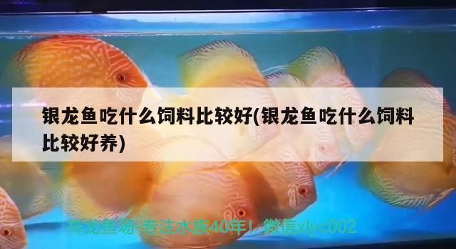 白子关刀鱼专用饲料配方，白子关刀鱼专用饲料配方，白子关刀鱼饲料成本控制方法