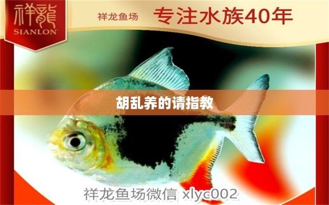 泰庞海鲢鱼营养价值分析，泰庞海鲢鱼的养殖方法