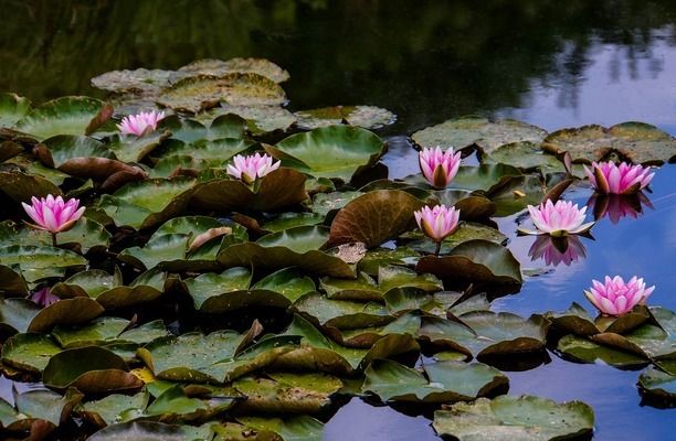 红龙鱼饲养设备推荐，红龙鱼水族箱尺寸选择指南 观赏鱼市场（混养鱼） 第5张