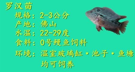 巴西亚鱼繁殖环境布置要点，巴西亚鱼繁殖成功率提升方法巴西亚鱼繁殖成功率提升方法 观赏鱼市场（混养鱼） 第2张