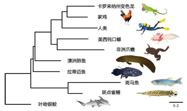 肺鱼基因组与人类基因组对比，肺鱼基因组与人类基因组在多个方面存在显著差异 观赏鱼市场（混养鱼） 第4张