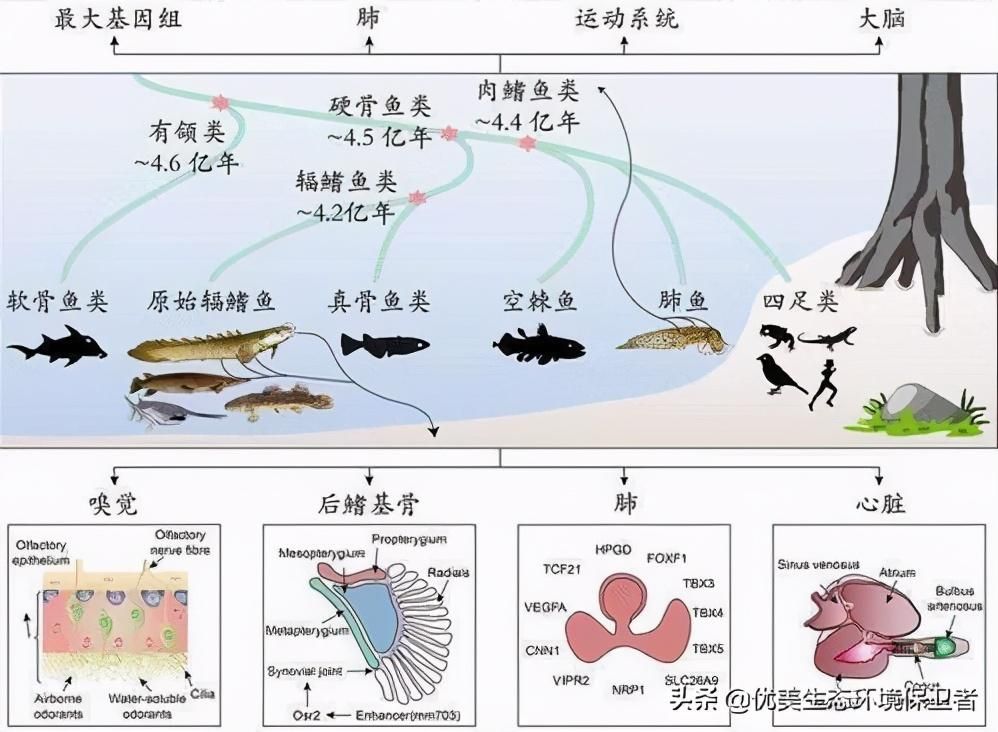 肺鱼基因组与人类基因组对比，肺鱼基因组与人类基因组在多个方面存在显著差异 观赏鱼市场（混养鱼） 第5张