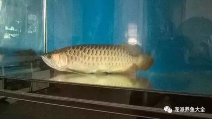 银龙鱼怎么养水温高，关于银龙鱼的问题 水族问答 第2张