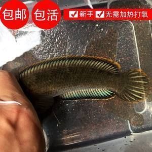 银龙鱼怎么养水温高，关于银龙鱼的问题 水族问答 第4张