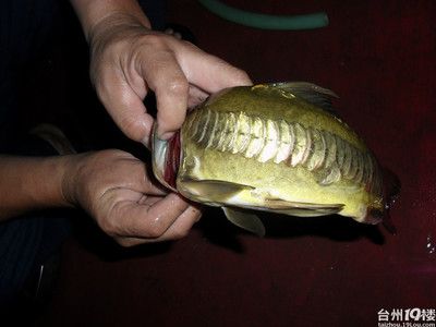 龙鱼可以吃么，龙鱼是否可以作为食物食用， 龙鱼百科 第4张