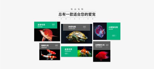 龙鱼商城网站登录，龙鱼商城app使用教程：龙鱼商城app使用教程 龙鱼百科 第3张