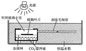 恐龙鱼适合草缸吗图片，恐龙鱼在草缸中生长是否稳定，恐龙鱼的饲养难度大吗