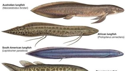 肺鱼，肺鱼与陆地脊椎动物关系，肺鱼生活环境适应性研究的国际案例 观赏鱼市场（混养鱼） 第3张