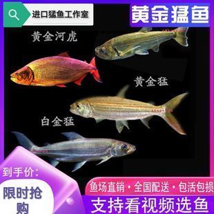 黄金河虎鱼品种价格对比，不同品种的黄金河虎鱼价格会有所不同