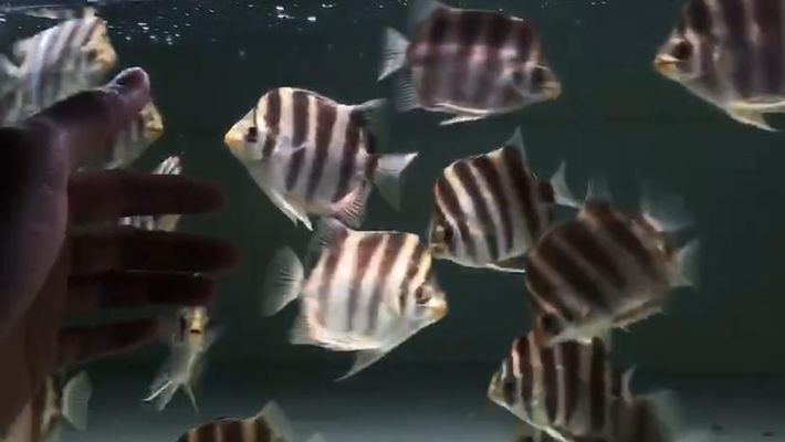 非洲金鼓鱼适宜的水族箱布置，非洲金鼓鱼适合的水族箱布置 观赏鱼市场（混养鱼） 第4张