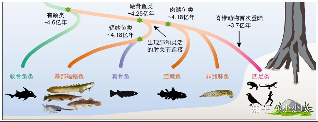 肺鱼基因组研究的未来方向，探讨肺鱼基因组研究的主要方向 观赏鱼市场（混养鱼） 第4张