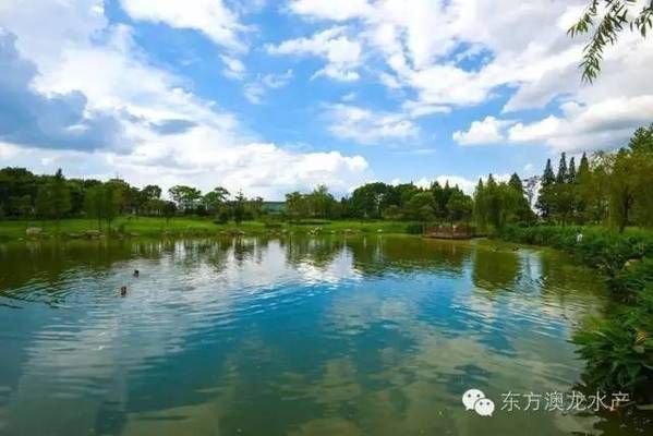 雷龙鱼苗长的快吗怎么办，雷龙鱼苗生长缓慢怎么办？ 水族问答