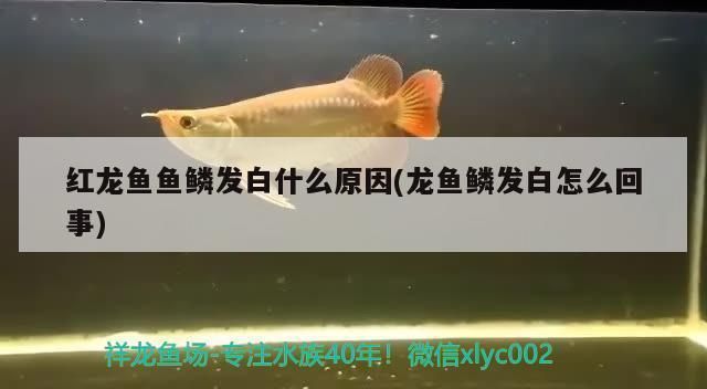 龙鱼鱼苗哪里批发好，寻找优质的龙鱼鱼苗进行批发需要考虑多个因素，需要考虑多个因素 龙鱼百科 第4张