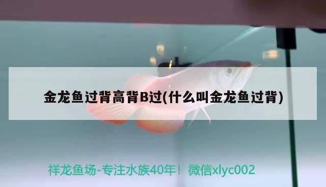 B级过背金龙鱼，b级过背金龙鱼的养殖技术和管理措施 观赏鱼市场（混养鱼） 第2张