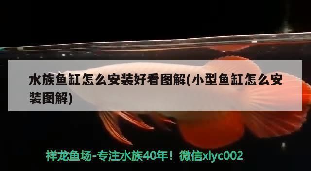 什么样的金龙鱼最贵，血红龙、辣椒红龙、极品蓝底过背金和白化龙的区别