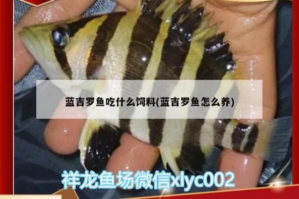 银古鱼苗饲料品牌推荐，银古鱼苗饲料品牌推荐银古鱼苗饲料用户评价汇总 观赏鱼市场（混养鱼） 第3张