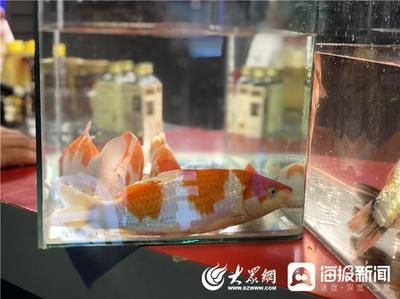 大正锦鲤适宜的水温范围，大正三色锦鲤最佳生长水温探究，锦鲤养殖水温控制技巧 观赏鱼市场（混养鱼） 第2张