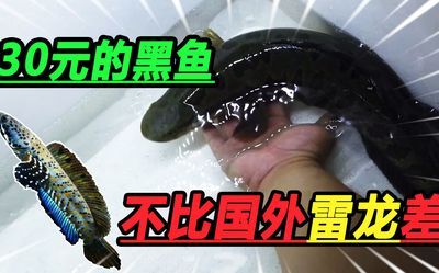 雷龙鱼浅水静养，如何判断雷龙鱼的浅水静养环境布置技巧 龙鱼百科 第1张