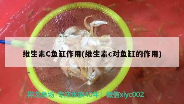 斑马狗头鱼维生素C补充方法，斑马狗头鱼的维生素c的补充方法 观赏鱼市场（混养鱼） 第4张